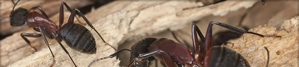 Close-up of ants on wood showing an active ant infestation in Portland, OR