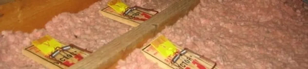 Mouse traps placed in an attic for rodent control in Portland, OR