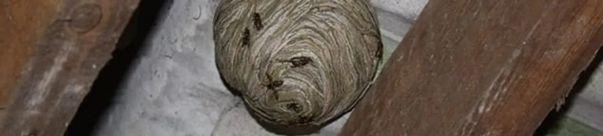 Wasp nest in an attic space, a common home infestation risk in Portland, OR