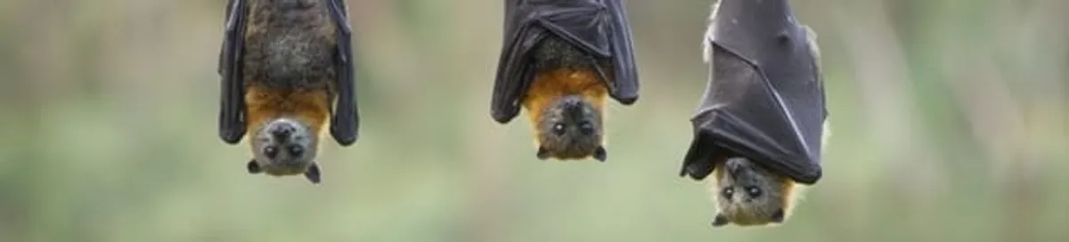 Bats roosting together, a common sign of a bat infestation in Portland, OR