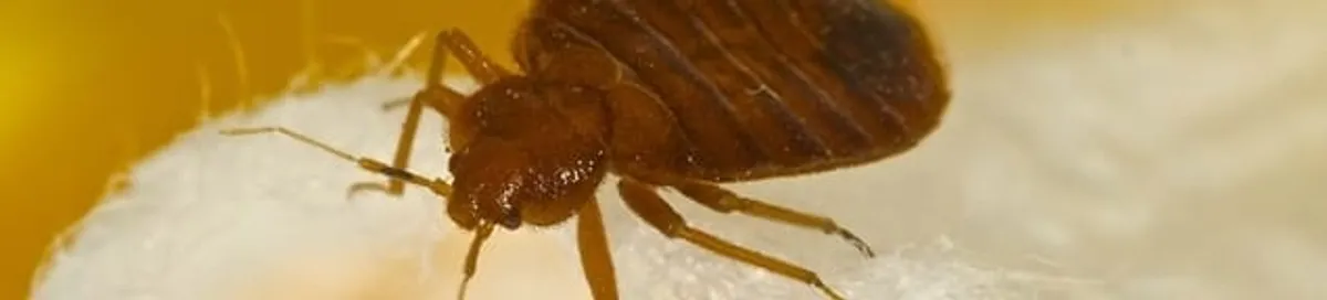 Close-up of a bed bug, a sign of an active infestation in Portland, OR