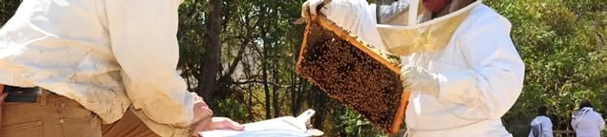 Bee removal specialists relocating a hive and honeycomb safely in Portland, OR