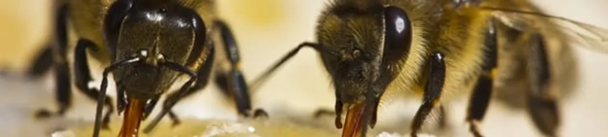 Close-up of honey bees, a sign of a nearby hive in Portland, OR