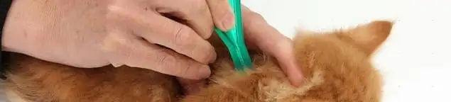 Flea treatment for pets using a flea comb, a sign of flea problems in Portland, OR