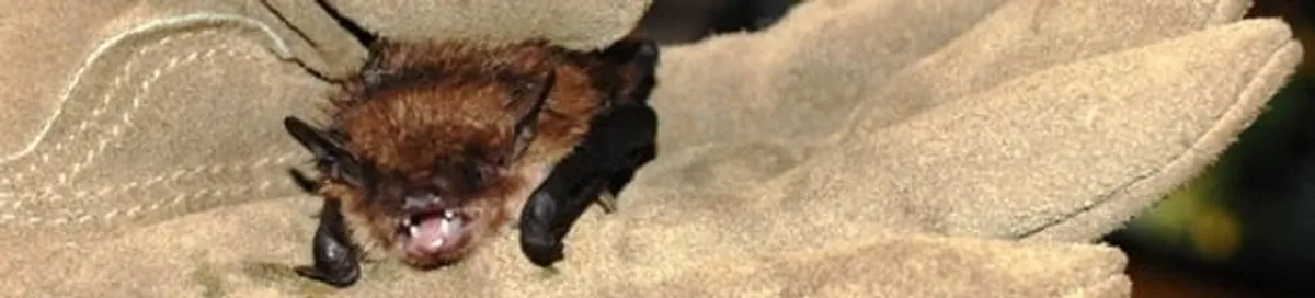 Bat removal specialist holding a bat safely during humane exclusion in Portland, OR
