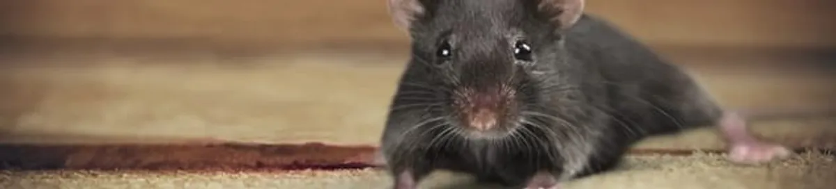 Mouse indoors, a common sign of a rodent infestation in Portland, OR