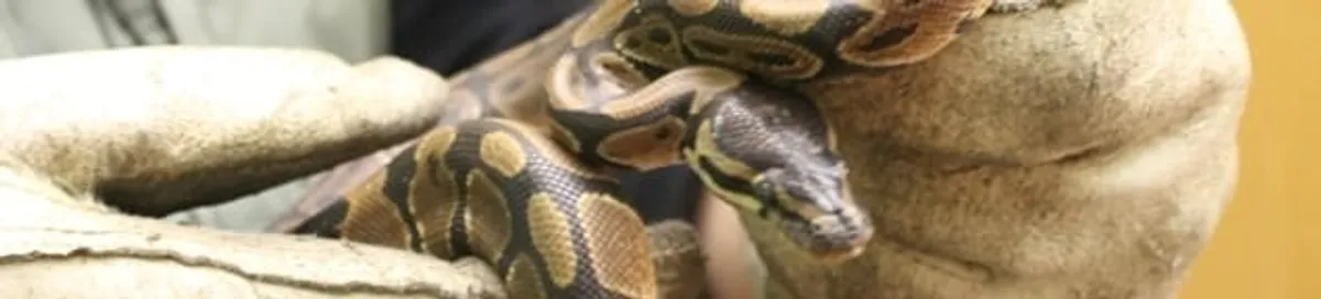 Snake removal specialist safely handling a snake with protective gloves in Portland, OR