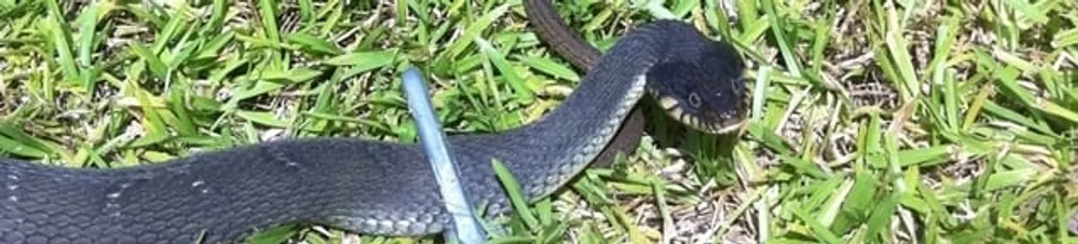 Snake in a yard, a common sign of a snake problem near a home in Portland, OR