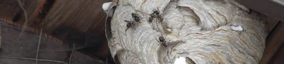Close-up of a wasp nest with active wasps, a sign of an infestation in Portland, OR